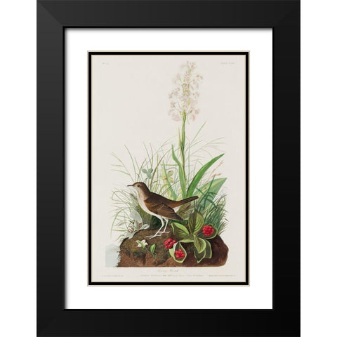 Tawny Thrush Black Modern Wood Framed Art Print with Double Matting by Audubon, John James