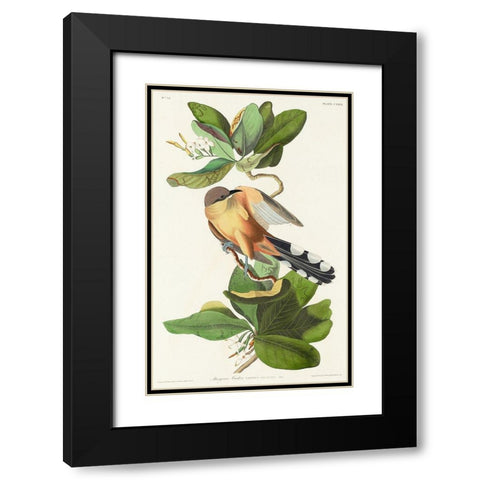 Mangrove Cuckoo Black Modern Wood Framed Art Print with Double Matting by Audubon, John James