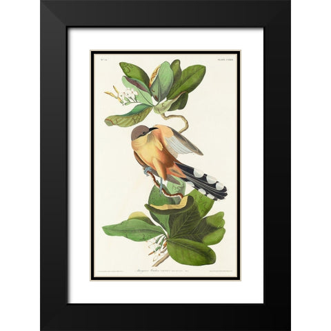 Mangrove Cuckoo Black Modern Wood Framed Art Print with Double Matting by Audubon, John James