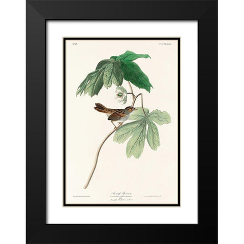 Swamp Sparrow Black Modern Wood Framed Art Print with Double Matting by Audubon, John James