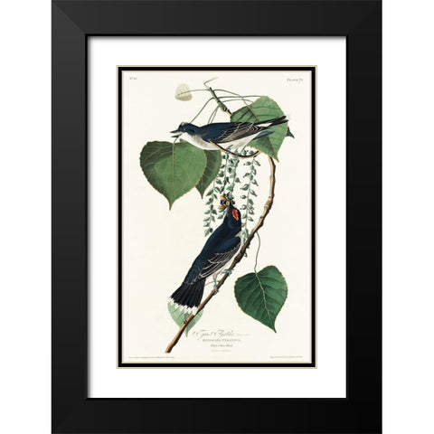 Tyrant Fly-catcher Black Modern Wood Framed Art Print with Double Matting by Audubon, John James