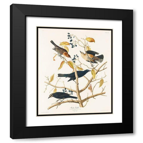 Rusty Grakle Black Modern Wood Framed Art Print with Double Matting by Audubon, John James