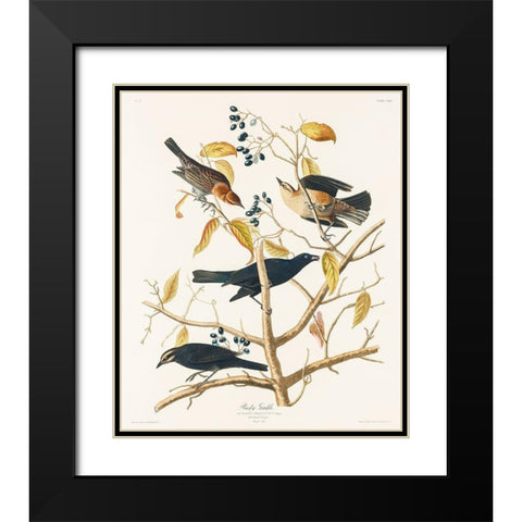 Rusty Grakle Black Modern Wood Framed Art Print with Double Matting by Audubon, John James