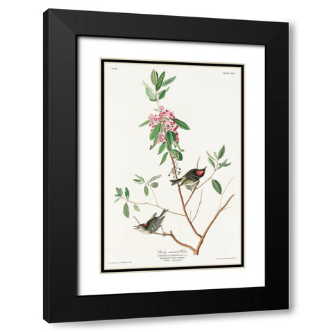 Ruby crowned Wren Black Modern Wood Framed Art Print with Double Matting by Audubon, John James
