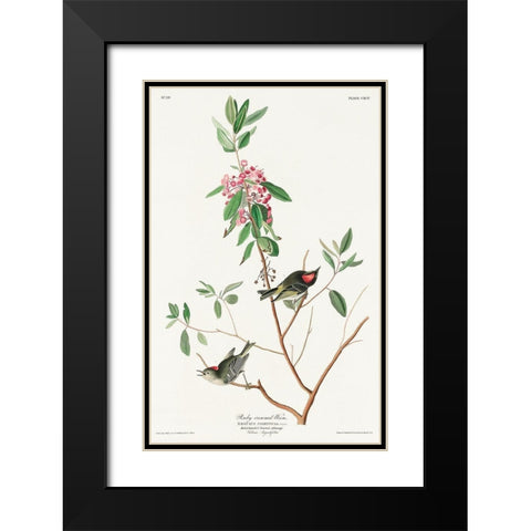 Ruby crowned Wren Black Modern Wood Framed Art Print with Double Matting by Audubon, John James