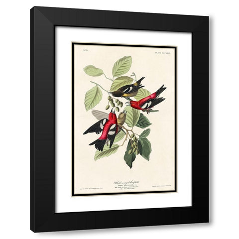 White-winged Crossbill Black Modern Wood Framed Art Print with Double Matting by Audubon, John James