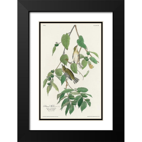 Autumnal Warbler Black Modern Wood Framed Art Print with Double Matting by Audubon, John James
