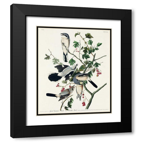 Great cinereous Shrike, or Butcher Bird Black Modern Wood Framed Art Print with Double Matting by Audubon, John James