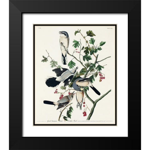 Great cinereous Shrike, or Butcher Bird Black Modern Wood Framed Art Print with Double Matting by Audubon, John James