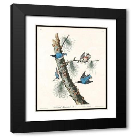 White-breasted Black-capped Nuthatch Black Modern Wood Framed Art Print with Double Matting by Audubon, John James