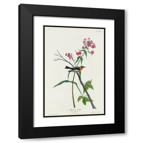 Blackburnian Warbler Black Modern Wood Framed Art Print with Double Matting by Audubon, John James