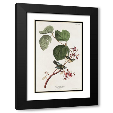 Pine Swamp Warbler Black Modern Wood Framed Art Print with Double Matting by Audubon, John James