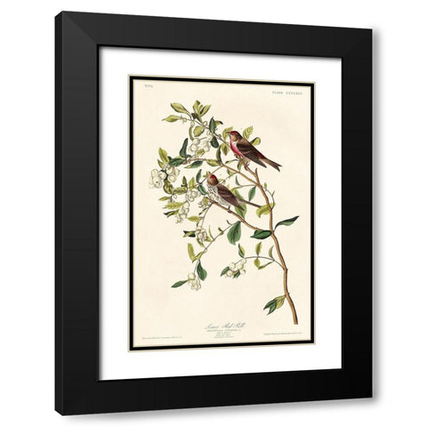 Lesser Red-Poll Black Modern Wood Framed Art Print with Double Matting by Audubon, John James