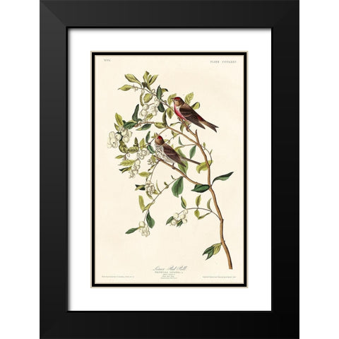 Lesser Red-Poll Black Modern Wood Framed Art Print with Double Matting by Audubon, John James