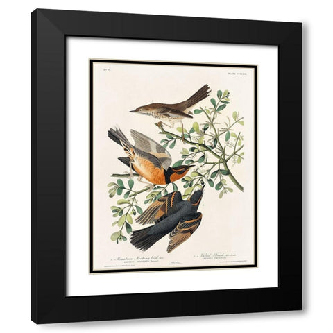 Mountain Mocking bird and Varied Thrush Black Modern Wood Framed Art Print with Double Matting by Audubon, John James