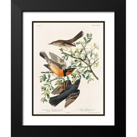 Mountain Mocking bird and Varied Thrush Black Modern Wood Framed Art Print with Double Matting by Audubon, John James