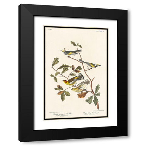 Golden-winged Warbler and Cape May Warbler Black Modern Wood Framed Art Print with Double Matting by Audubon, John James
