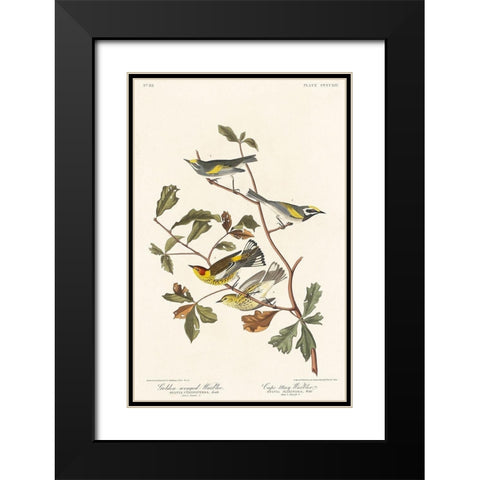 Golden-winged Warbler and Cape May Warbler Black Modern Wood Framed Art Print with Double Matting by Audubon, John James