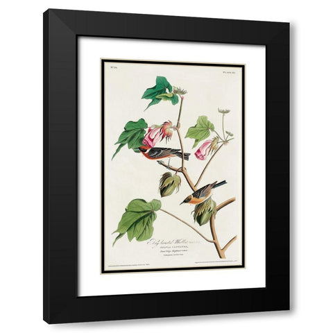 Bay-breasted Warbler Black Modern Wood Framed Art Print with Double Matting by Audubon, John James