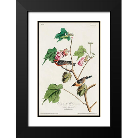 Bay-breasted Warbler Black Modern Wood Framed Art Print with Double Matting by Audubon, John James