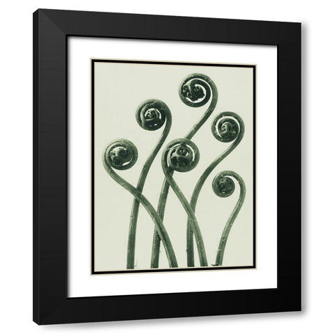 Adiantum pedatum (American Maiden-hair Fern) Black Modern Wood Framed Art Print with Double Matting by Blossfeldt, Karl