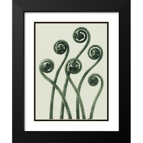 Adiantum pedatum (American Maiden-hair Fern) Black Modern Wood Framed Art Print with Double Matting by Blossfeldt, Karl