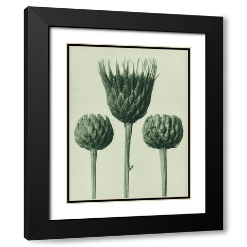 Serratula Nudicaulis (Bareâ€“Stemmed Common Sawâ€“Wort) Black Modern Wood Framed Art Print with Double Matting by Blossfeldt, Karl