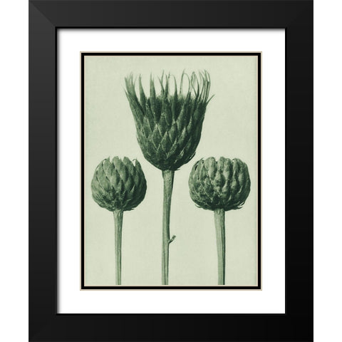 Serratula Nudicaulis (Bareâ€“Stemmed Common Sawâ€“Wort) Black Modern Wood Framed Art Print with Double Matting by Blossfeldt, Karl