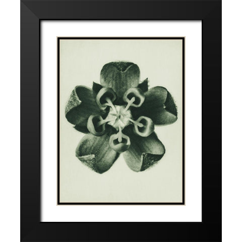 Asclepias Syriaca (Common Milkweed) Black Modern Wood Framed Art Print with Double Matting by Blossfeldt, Karl