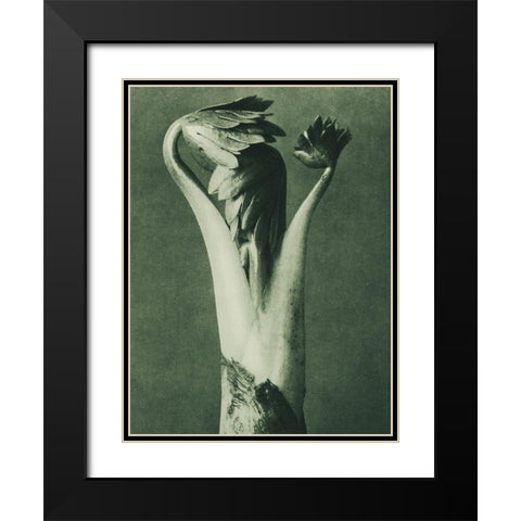 Aconitum (Aconite or Monks Hood) Black Modern Wood Framed Art Print with Double Matting by Blossfeldt, Karl