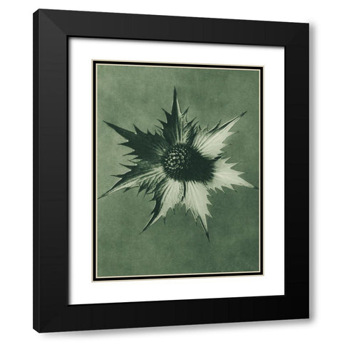 Eryngium Giganteum (Miss Willmotts Ghost) Black Modern Wood Framed Art Print with Double Matting by Blossfeldt, Karl
