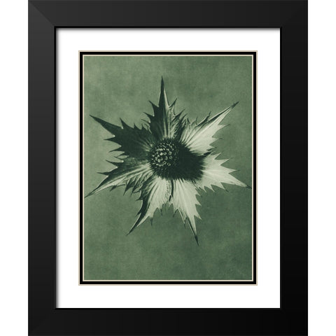 Eryngium Giganteum (Miss Willmotts Ghost) Black Modern Wood Framed Art Print with Double Matting by Blossfeldt, Karl