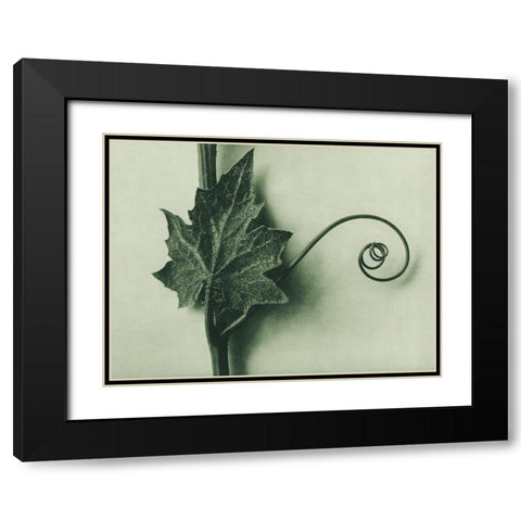 Bryonia Alba (White Bryony) Black Modern Wood Framed Art Print with Double Matting by Blossfeldt, Karl