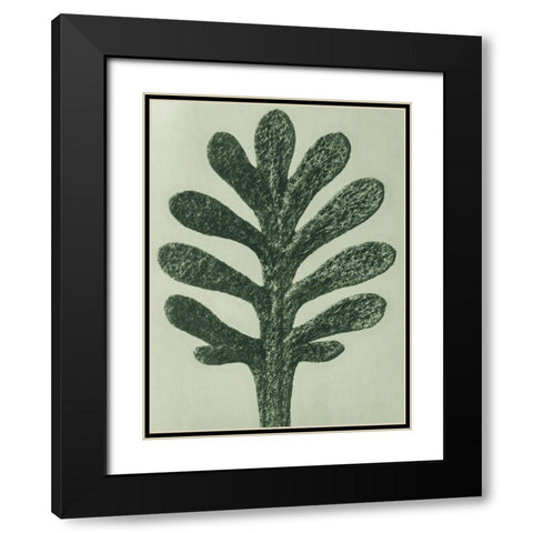 Achillea Umbellata (Yarrow) Black Modern Wood Framed Art Print with Double Matting by Blossfeldt, Karl