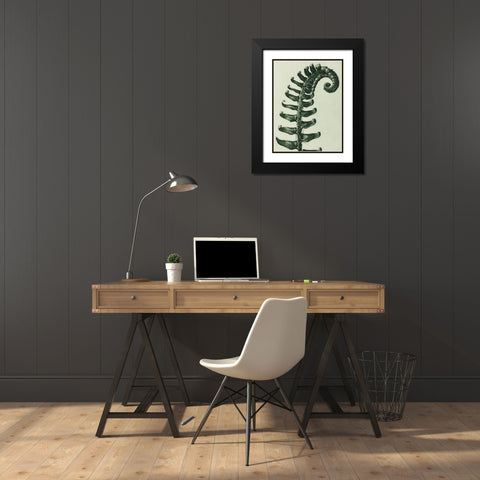 Polystichum Munitum (Prickly Shieldâ€“Fern) Black Modern Wood Framed Art Print with Double Matting by Blossfeldt, Karl