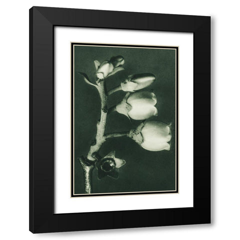 Vaccinium Corymbosum (Blueberry) Black Modern Wood Framed Art Print with Double Matting by Blossfeldt, Karl
