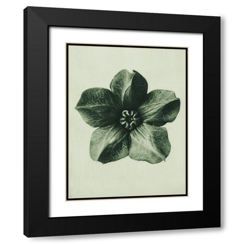 Cobea scandens (Mexican Ivy) Black Modern Wood Framed Art Print with Double Matting by Blossfeldt, Karl