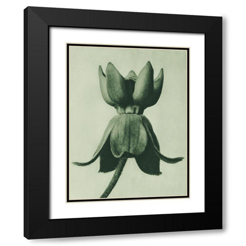 Asclepias syriaca (Common Milkweed) Black Modern Wood Framed Art Print with Double Matting by Blossfeldt, Karl