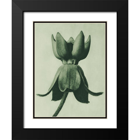Asclepias syriaca (Common Milkweed) Black Modern Wood Framed Art Print with Double Matting by Blossfeldt, Karl