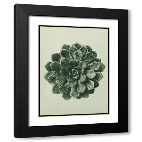 Margined Pyramidal Saxifrage (Saxifraga Aizoon) Black Modern Wood Framed Art Print with Double Matting by Blossfeldt, Karl