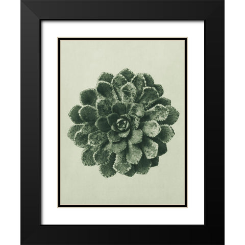 Margined Pyramidal Saxifrage (Saxifraga Aizoon) Black Modern Wood Framed Art Print with Double Matting by Blossfeldt, Karl