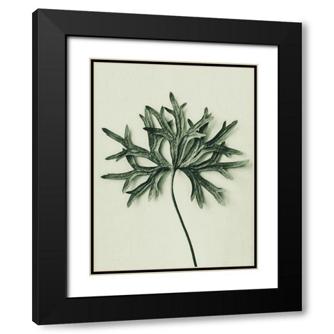 Aconitum Anthora (Yellow Monkshood Leaf) Black Modern Wood Framed Art Print with Double Matting by Blossfeldt, Karl
