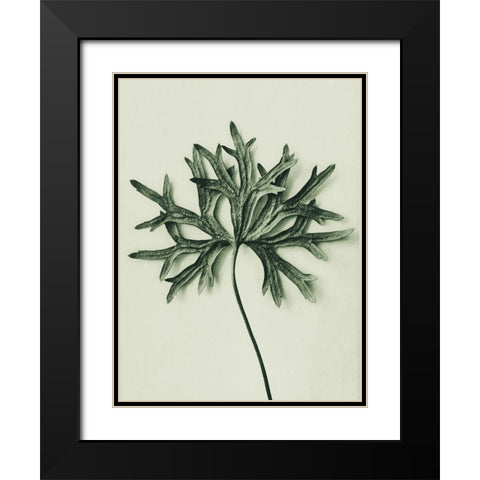 Aconitum Anthora (Yellow Monkshood Leaf) Black Modern Wood Framed Art Print with Double Matting by Blossfeldt, Karl