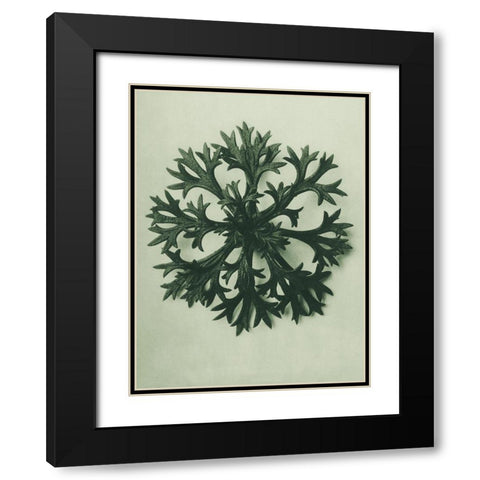Saxifraga Willkommniana (Willkomms Saxifrage) Black Modern Wood Framed Art Print with Double Matting by Blossfeldt, Karl