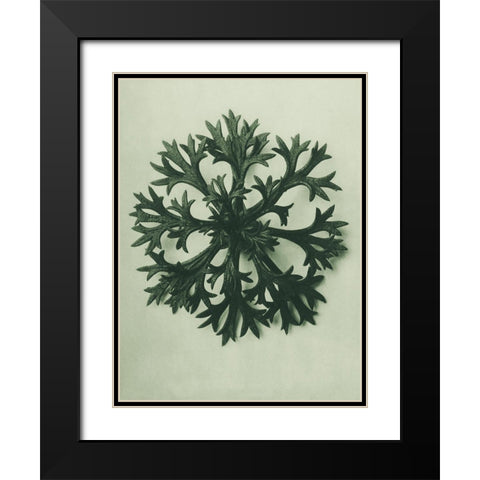 Saxifraga Willkommniana (Willkomms Saxifrage) Black Modern Wood Framed Art Print with Double Matting by Blossfeldt, Karl