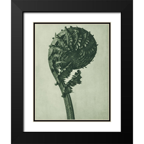 enlarged 8 times from Urformen der KunstÂ  Black Modern Wood Framed Art Print with Double Matting by Blossfeldt, Karl