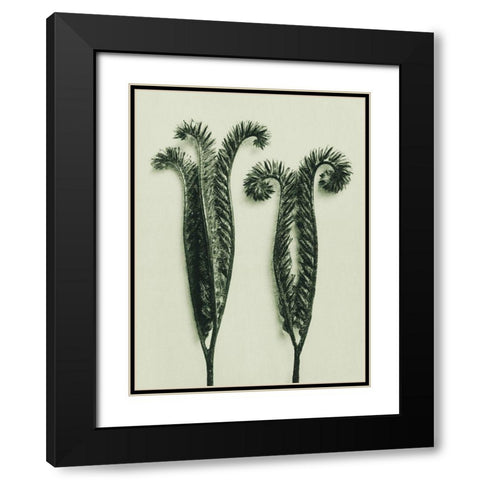 Phacelia Tanacetifolia (Lacy Phacelia) Black Modern Wood Framed Art Print with Double Matting by Blossfeldt, Karl