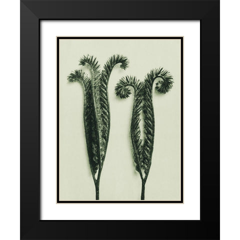 Phacelia Tanacetifolia (Lacy Phacelia) Black Modern Wood Framed Art Print with Double Matting by Blossfeldt, Karl