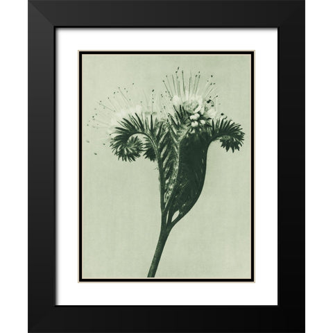 Phacelia tanacetifolia (Lacy Phacelia)  Black Modern Wood Framed Art Print with Double Matting by Blossfeldt, Karl