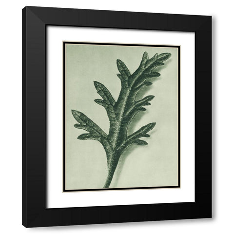 Verbena Canadensis (rose mock vervain) Black Modern Wood Framed Art Print with Double Matting by Blossfeldt, Karl